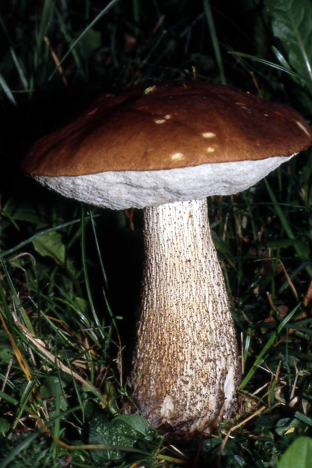 Boletus scaber o meglio melaneum